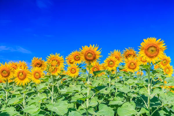 Fält blommande solrosor — Stockfoto