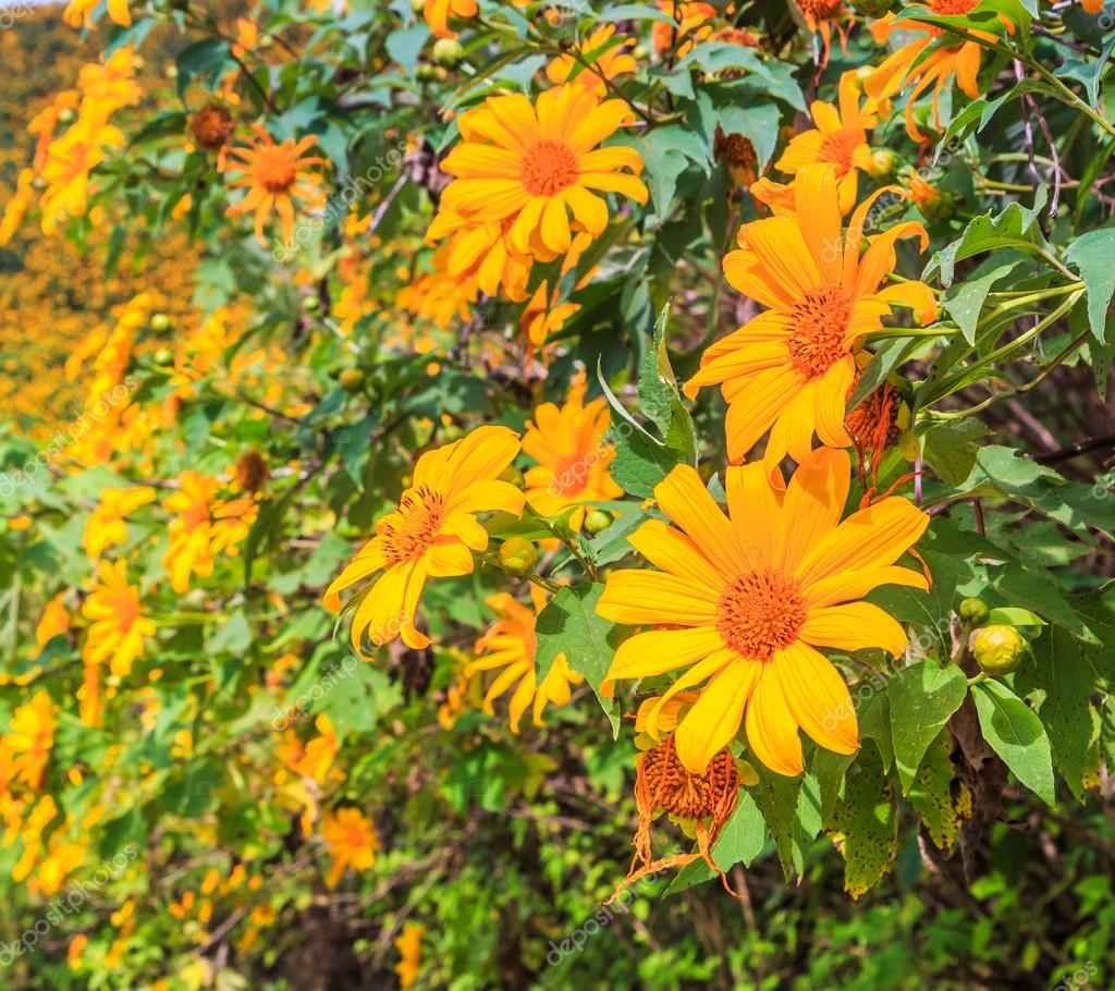 Beautiful Mexican sunflowers Stock Photo by ©Deerphoto 68879029