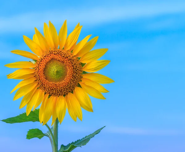 Mooie bloeiende zonnebloem — Stockfoto