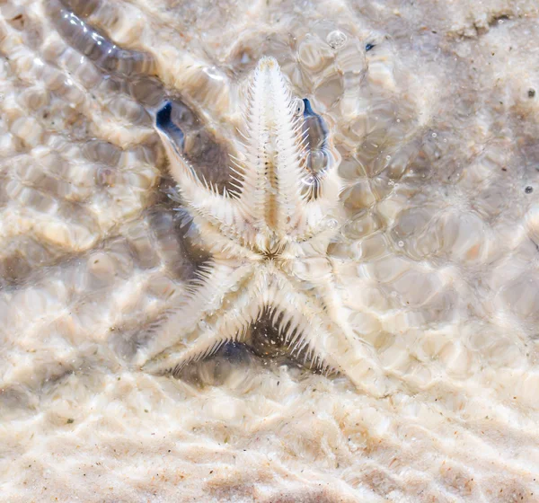 Stella marina sulla spiaggia in Thailandia — Foto Stock