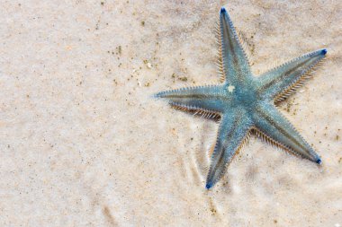 Denizyıldızı Beach Tayland