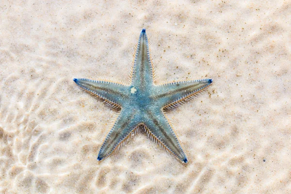 Starfish on beach in Thailand — Stock Photo, Image