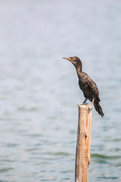 Aalscholver vogeltje — Stockfoto