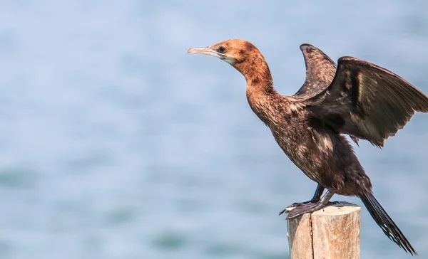 Javaanse Aalscholver Bird — Stockfoto