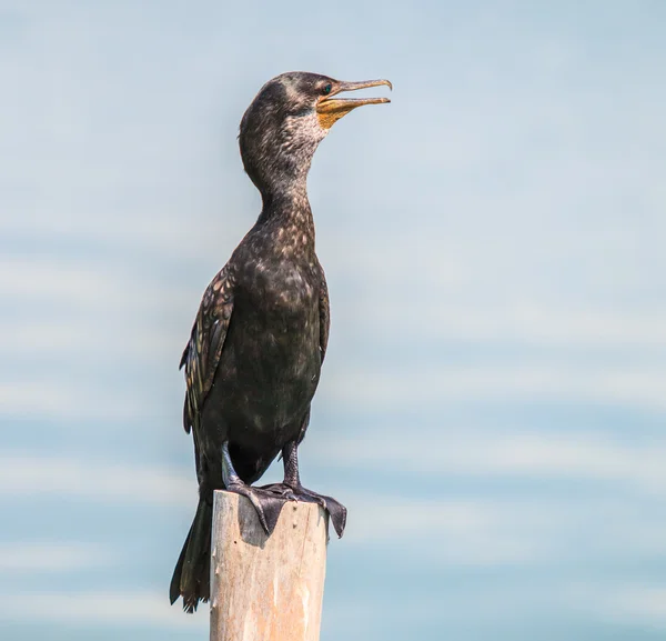 Javanese cormorant Bird — Stock Photo, Image