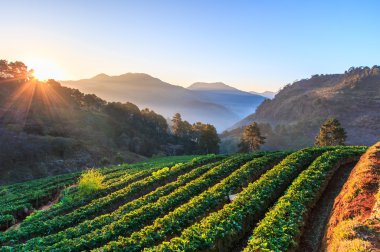 Doi Ang Khang, çilek Bahçe