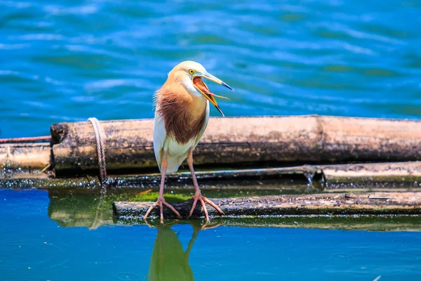 Javaanse vijver-Heron in Thailand — Stockfoto