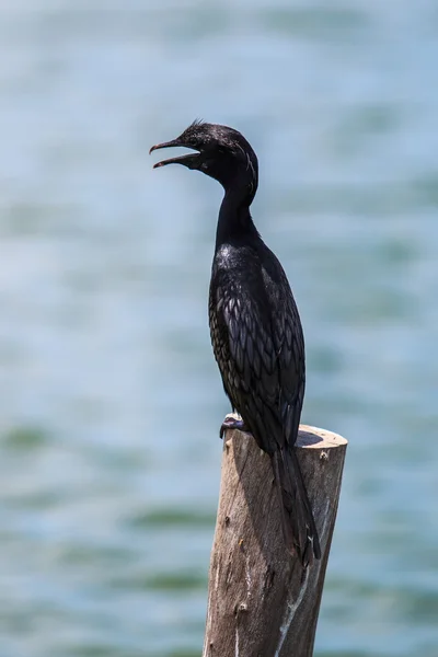 Javanese cormorant bird — Stock Photo, Image