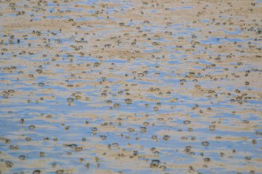 Yengeçler mangrov orman