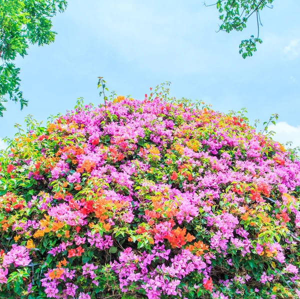 Bougainvillea på natur bakgrund — Stockfoto