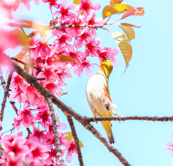 Bird on Cherry Blossom — Stock Photo, Image