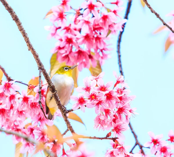 Pták na višňovém květu — Stock fotografie