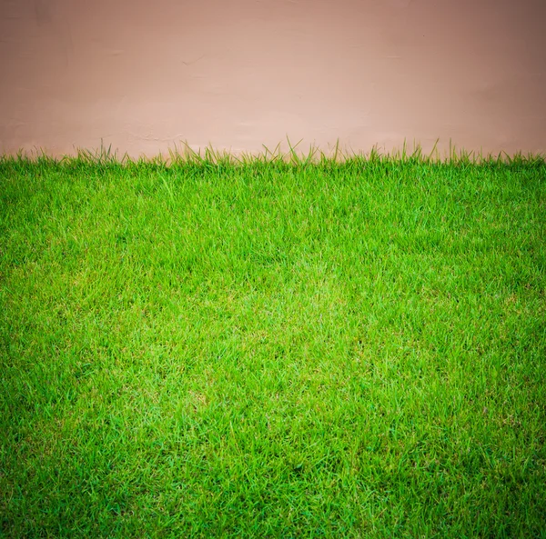 Groen gras en muur — Stockfoto
