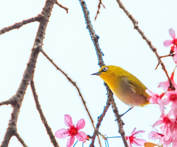 Uccello in fiore di ciliegio — Foto Stock