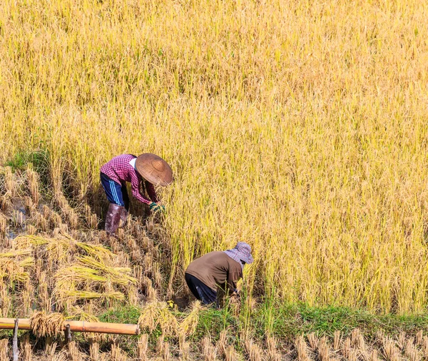 Campesinos de Tailandia en la provincia de Maehongson — Foto de Stock