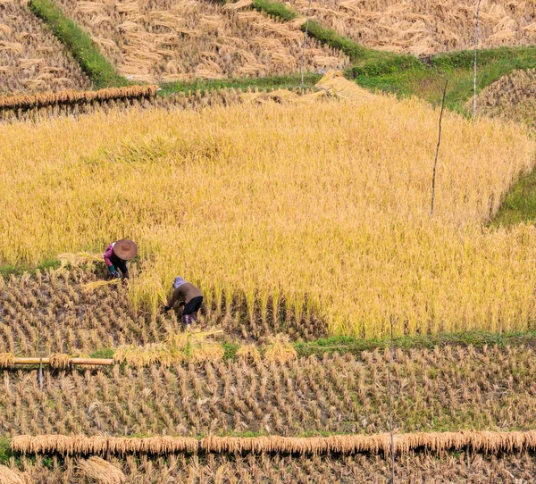 Tailândia Agricultores na província de Maehongson — Fotografia de Stock