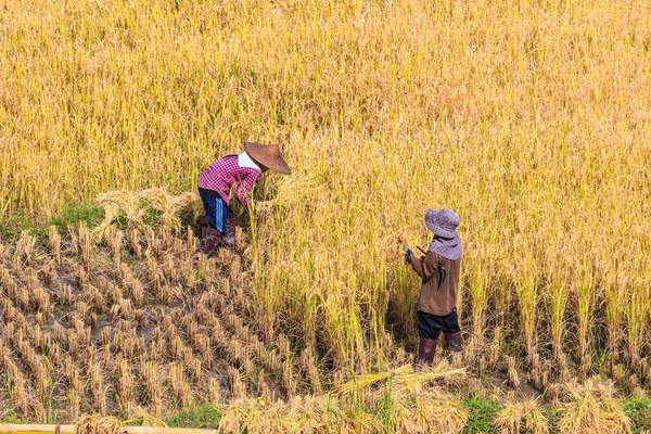 Thajsko zemědělci v provincii Maehongson — Stock fotografie