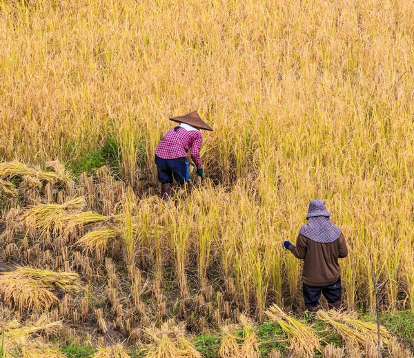 Thailand Farmers in Maehongson Province — Stock Photo, Image