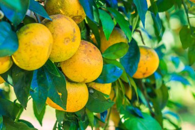 taze portakal ağacı üzerinde