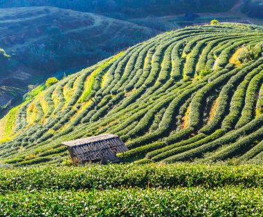 Çay plantasyon içinde Chiang Mai