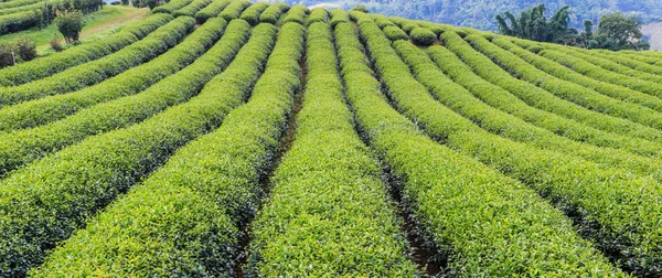 Grönt te plantage — Stockfoto