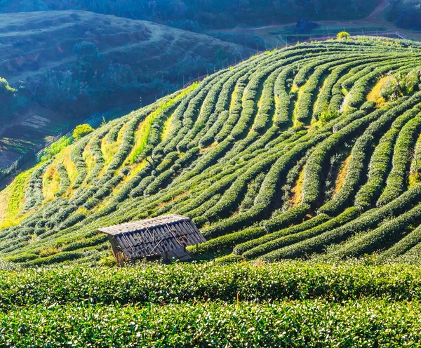 Plantation de thé à Chiang Mai — Photo