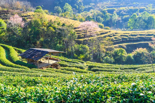 Teeplantage in chiang mai — Stockfoto