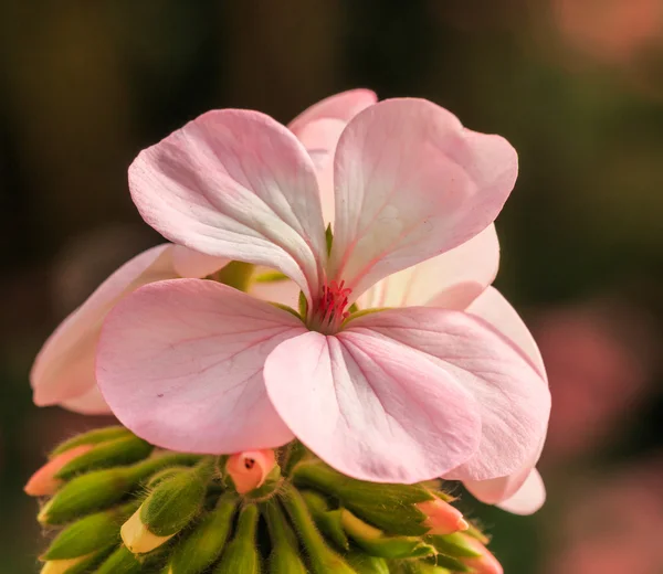 Flor de hortensia rosa — Foto de Stock