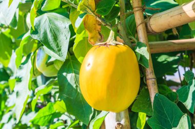 Yeşil bahçe Poğaca