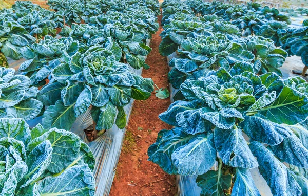 Verduras heladas en el campo — Foto de Stock