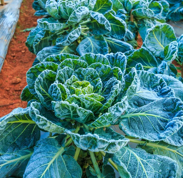 フィールドで野菜をつや消し — ストック写真