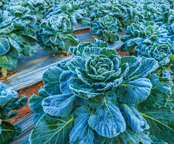 Frosted vegetables in  field — Stock Photo, Image