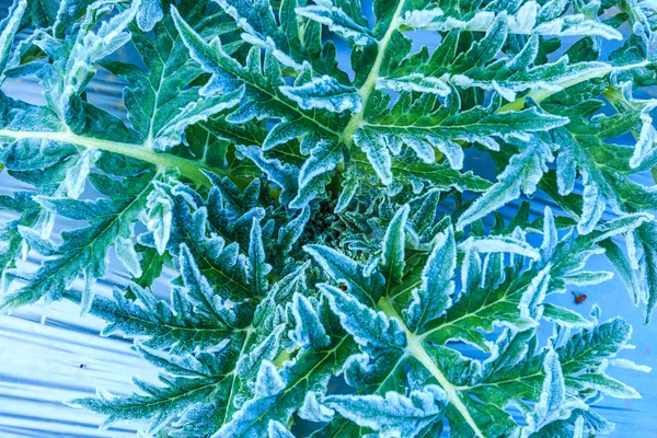 Deixa legumes no campo — Fotografia de Stock