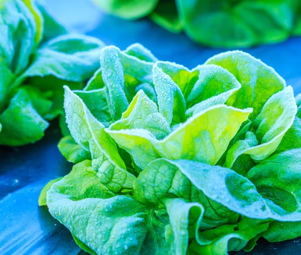 Verdure di lattuga in un campo — Foto Stock