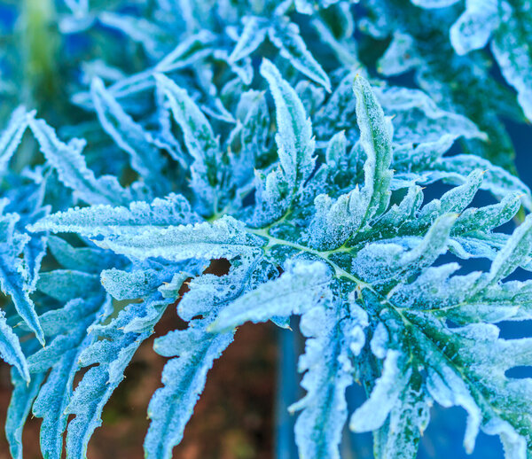 Leaves vegetables in field