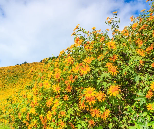 Mexicaanse zonnebloemen in Maehongson provincie — Stockfoto