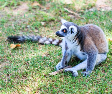 Ring-Tailed lemur hayvan