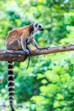 Doğada Ring-Tailed Lemurlar