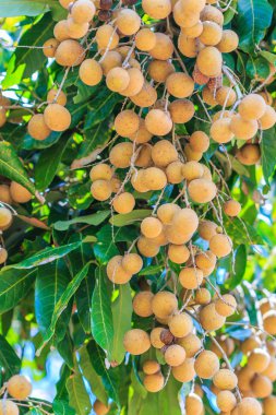 Meyve longan Chiang Mai