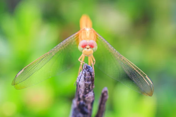 Dragonfly dier In de natuur — Stockfoto