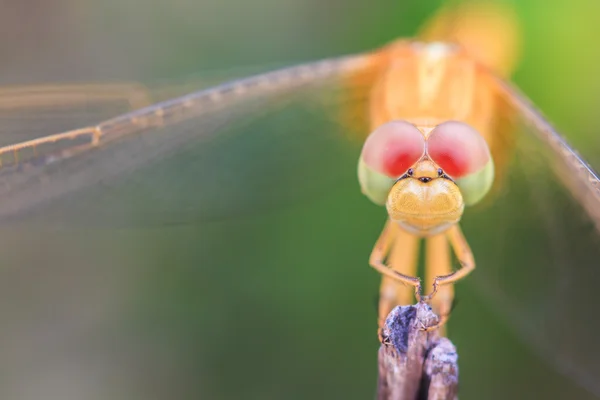 Dragonfly animal In nature — Stock Photo, Image