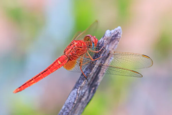 Dragonfly dier In de natuur — Stockfoto