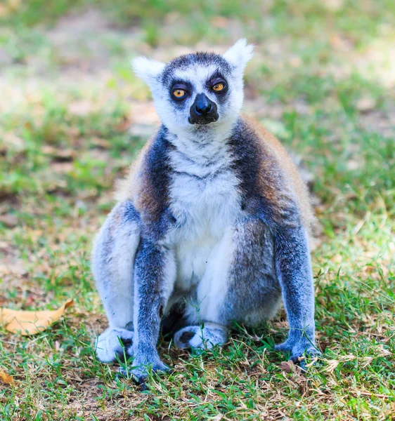 Ring-tailed lemur animal — Stock Photo, Image