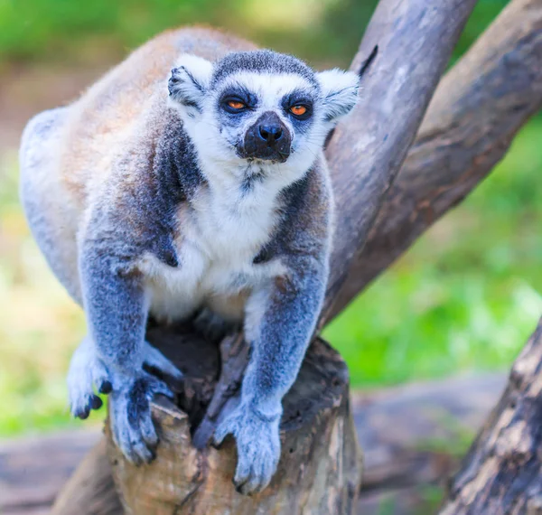 Ring-tailed lemur animal — Stock Photo, Image
