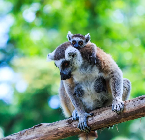 Lémures de cola anillada en la naturaleza — Foto de Stock