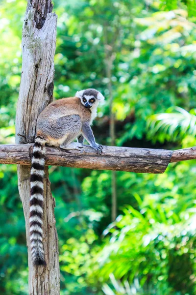 Ring-tailed lemur animal — Stock Photo, Image