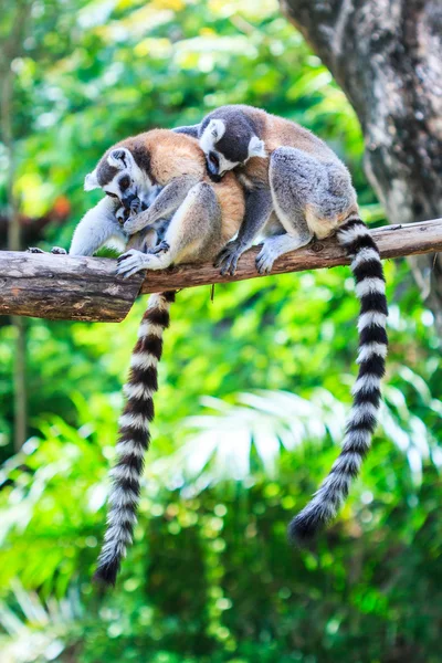 Ring-tailed lemurs  in nature — Stock Photo, Image