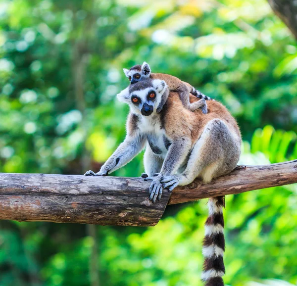 Ring-tailed lemurs  in nature — Stock Photo, Image