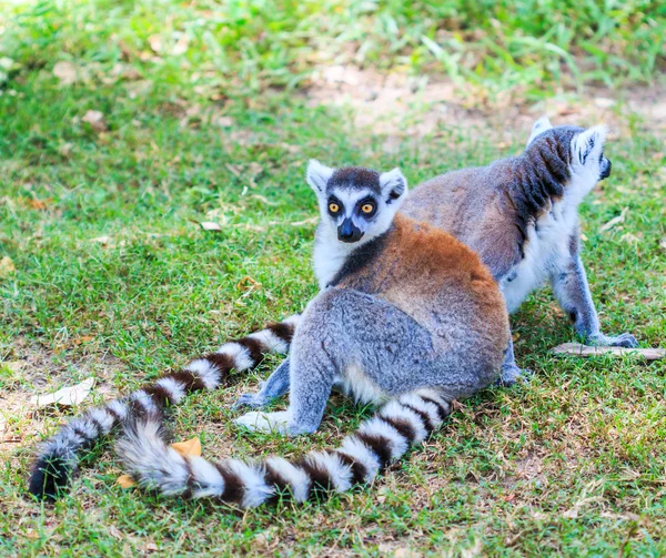 Ring-tailed lemurer i naturen — Stockfoto