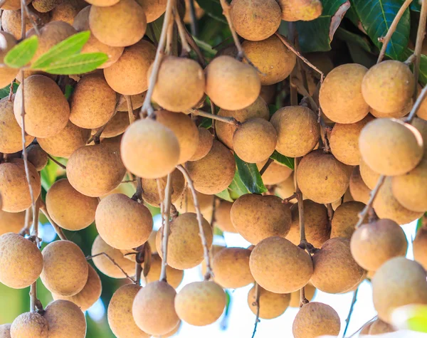 Früchte Longan in chiang mai — Stockfoto
